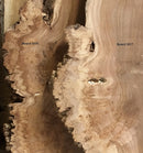 English Burr Elm wood boards