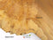 English Burr Elm wood boards