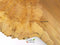 English Burr Elm wood boards
