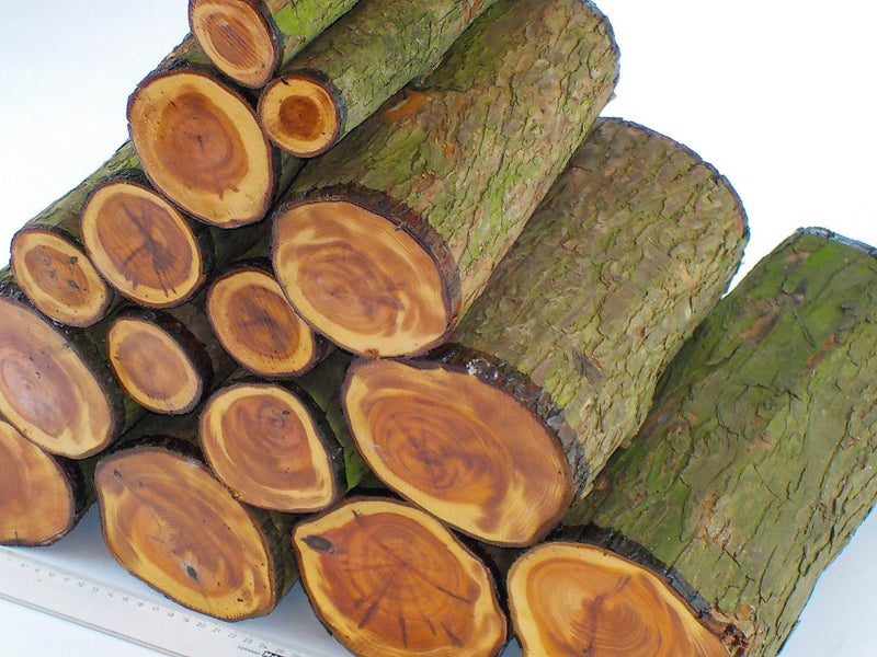 English Yew Woodturning Log Blanks