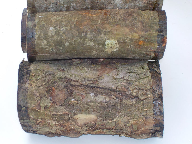 Apple Woodturning Logs (Green)